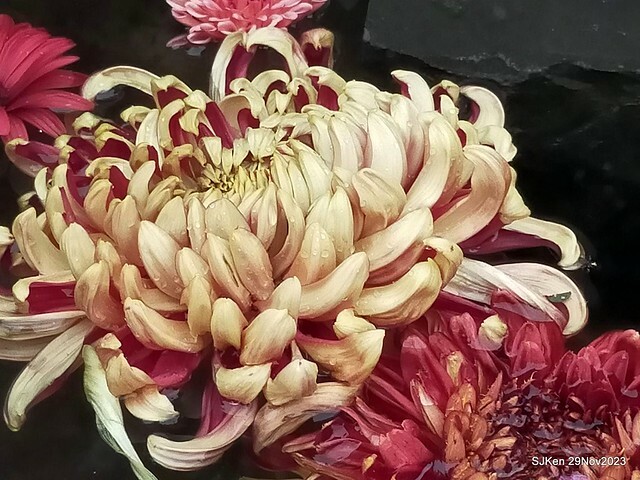 「2023士林官邸菊展 」(Shlin Residence Chryanthemum Festival ) series 7-2 , the exhibition is from Nov 24 to Dec 10, 2023 at Taipei, Taiwan.