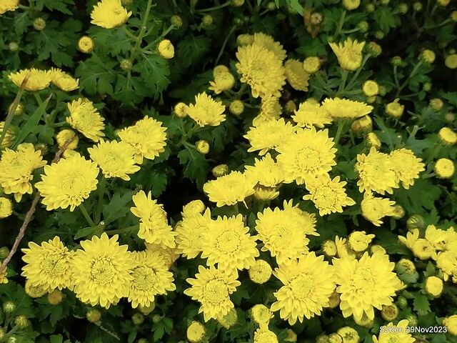 「2023士林官邸菊展 」(Shlin Residence Chryanthemum Festival ) series 7-2 , the exhibition is from Nov 24 to Dec 10, 2023 at Taipei, Taiwan.