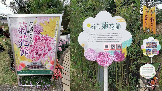 「2023士林官邸菊展 」(Shlin Residence Chryanthemum Festival ) series 7-2 , the exhibition is from Nov 24 to Dec 10, 2023 at Taipei, Taiwan.