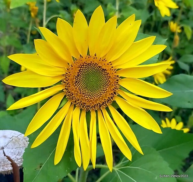 「2023士林官邸菊展 」(Shlin Residence Chryanthemum Festival ) series 7-1 , the exhibition is from Nov 24 to Dec 10, 2023 at Taipei, Taiwan.