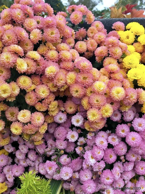 「2023士林官邸菊展 」(Shlin Residence Chryanthemum Festival ) series 7-2 , the exhibition is from Nov 24 to Dec 10, 2023 at Taipei, Taiwan.