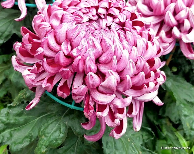 「2023士林官邸菊展 」(Shlin Residence Chryanthemum Festival ) series 7-1 , the exhibition is from Nov 24 to Dec 10, 2023 at Taipei, Taiwan.