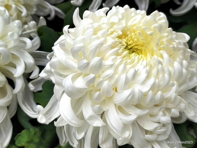 「2023士林官邸菊展 」(Shlin Residence Chryanthemum Festival ) series 7-1 , the exhibition is from Nov 24 to Dec 10, 2023 at Taipei, Taiwan.