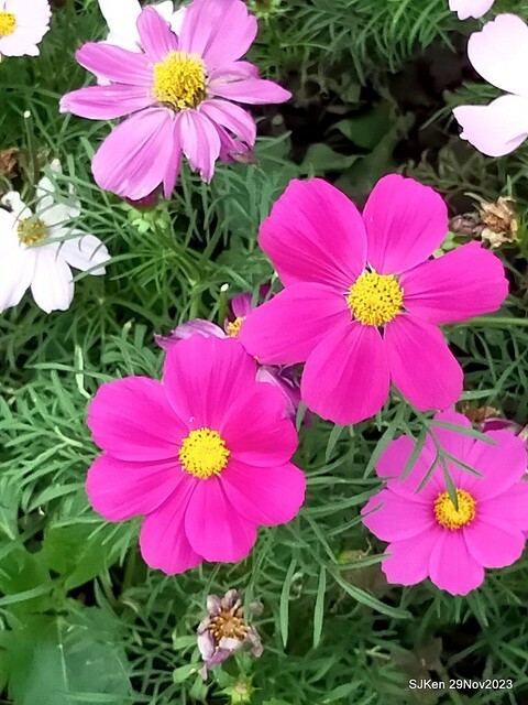 「2023士林官邸菊展 」(Shlin Residence Chryanthemum Festival ) series 7-1 , the exhibition is from Nov 24 to Dec 10, 2023 at Taipei, Taiwan.