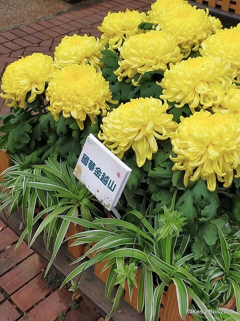 「2023士林官邸菊展 」(Shlin Residence Chryanthemum Festival ) series 7-1 , the exhibition is from Nov 24 to Dec 10, 2023 at Taipei, Taiwan.