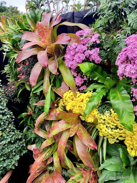 「2023士林官邸菊展 」(Shlin Residence Chryanthemum Festival ) series 7-2 , the exhibition is from Nov 24 to Dec 10, 2023 at Taipei, Taiwan.