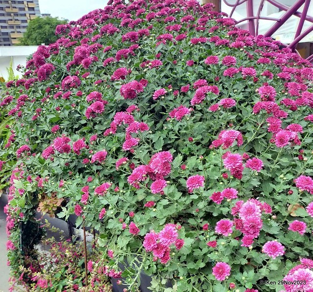 「2023士林官邸菊展 」(Shlin Residence Chryanthemum Festival ) series 7-2 , the exhibition is from Nov 24 to Dec 10, 2023 at Taipei, Taiwan.