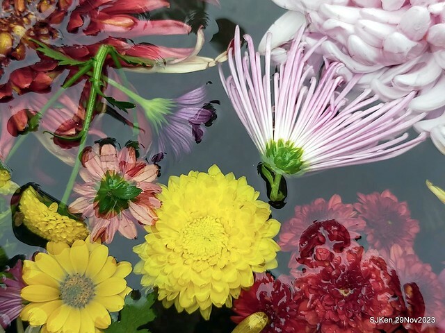 「2023士林官邸菊展 」(Shlin Residence Chryanthemum Festival ) series 7-2 , the exhibition is from Nov 24 to Dec 10, 2023 at Taipei, Taiwan.