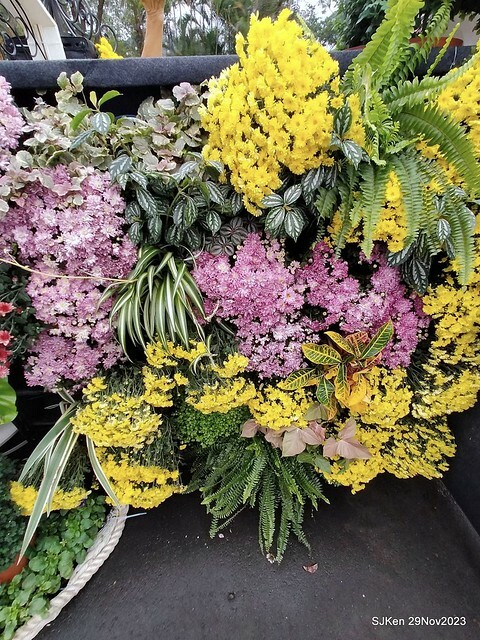 「2023士林官邸菊展 」(Shlin Residence Chryanthemum Festival ) series 7-2 , the exhibition is from Nov 24 to Dec 10, 2023 at Taipei, Taiwan.