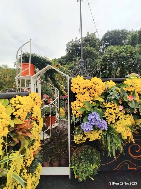 「2023士林官邸菊展 」(Shlin Residence Chryanthemum Festival ) series 7-2 , the exhibition is from Nov 24 to Dec 10, 2023 at Taipei, Taiwan.