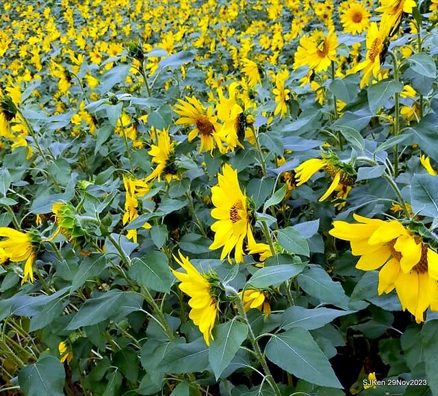 「2023士林官邸菊展 」(Shlin Residence Chryanthemum Festival ) series 7-1 , the exhibition is from Nov 24 to Dec 10, 2023 at Taipei, Taiwan.