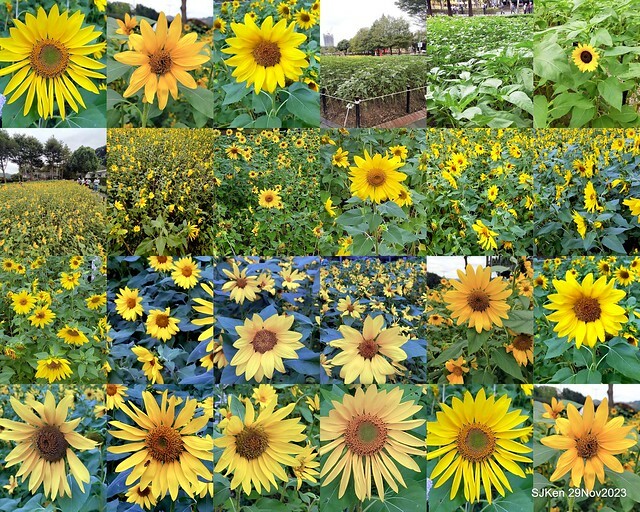 「2023士林官邸菊展 」(Shlin Residence Chryanthemum Festival ) series 7-1 , the exhibition is from Nov 24 to Dec 10, 2023 at Taipei, Taiwan.