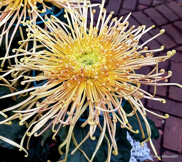 「2023士林官邸菊展 」(Shlin Residence Chryanthemum Festival ) series 7-1 , the exhibition is from Nov 24 to Dec 10, 2023 at Taipei, Taiwan.