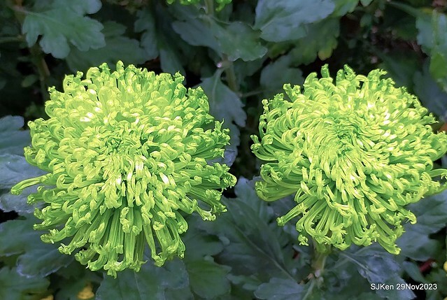 「2023士林官邸菊展 」(Shlin Residence Chryanthemum Festival ) series 7-2 , the exhibition is from Nov 24 to Dec 10, 2023 at Taipei, Taiwan.