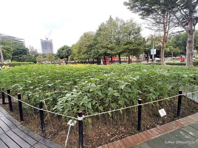 「2023士林官邸菊展 」(Shlin Residence Chryanthemum Festival ) series 7-1 , the exhibition is from Nov 24 to Dec 10, 2023 at Taipei, Taiwan.