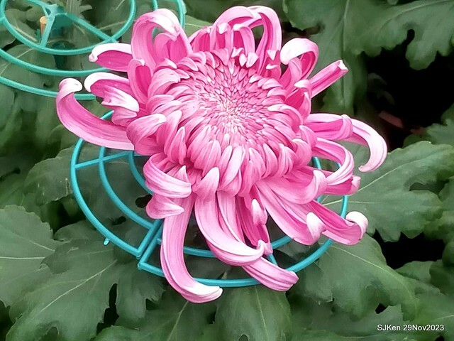 「2023士林官邸菊展 」(Shlin Residence Chryanthemum Festival ) series 7-1 , the exhibition is from Nov 24 to Dec 10, 2023 at Taipei, Taiwan.