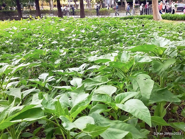 「2023士林官邸菊展 」(Shlin Residence Chryanthemum Festival ) series 7-1 , the exhibition is from Nov 24 to Dec 10, 2023 at Taipei, Taiwan.