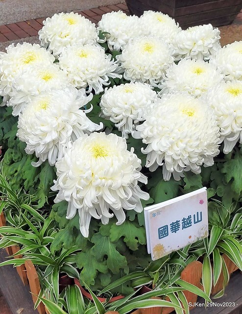 「2023士林官邸菊展 」(Shlin Residence Chryanthemum Festival ) series 7-1 , the exhibition is from Nov 24 to Dec 10, 2023 at Taipei, Taiwan.