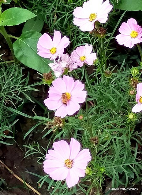 「2023士林官邸菊展 」(Shlin Residence Chryanthemum Festival ) series 7-1 , the exhibition is from Nov 24 to Dec 10, 2023 at Taipei, Taiwan.