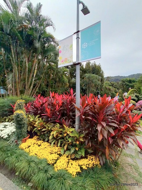 「2023士林官邸菊展 」(Shlin Residence Chryanthemum Festival ) series 7-2 , the exhibition is from Nov 24 to Dec 10, 2023 at Taipei, Taiwan.