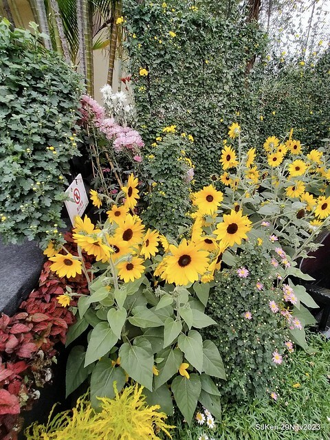 「2023士林官邸菊展 」(Shlin Residence Chryanthemum Festival ) series 7-2 , the exhibition is from Nov 24 to Dec 10, 2023 at Taipei, Taiwan.