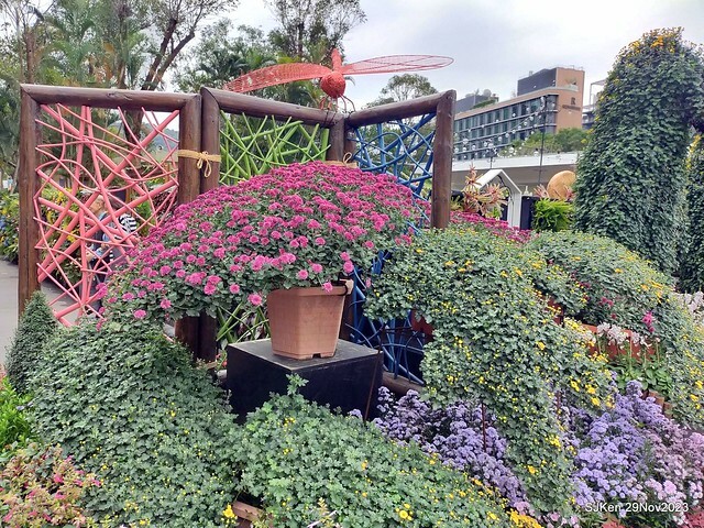 「2023士林官邸菊展 」(Shlin Residence Chryanthemum Festival ) series 7-2 , the exhibition is from Nov 24 to Dec 10, 2023 at Taipei, Taiwan.