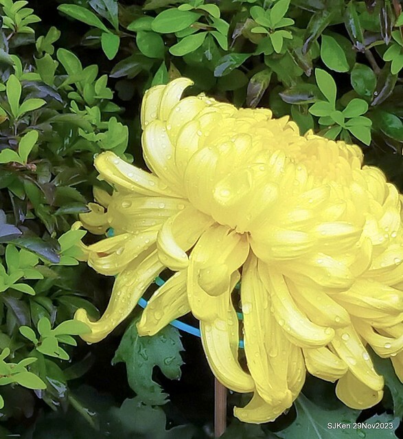 「2023士林官邸菊展 」(Shlin Residence Chryanthemum Festival ) series 7-1 , the exhibition is from Nov 24 to Dec 10, 2023 at Taipei, Taiwan.