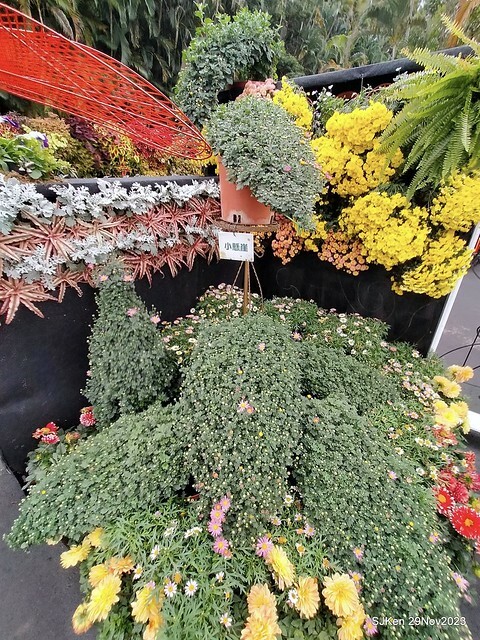 「2023士林官邸菊展 」(Shlin Residence Chryanthemum Festival ) series 7-2 , the exhibition is from Nov 24 to Dec 10, 2023 at Taipei, Taiwan.