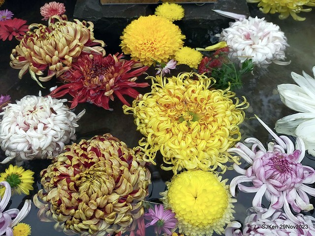 「2023士林官邸菊展 」(Shlin Residence Chryanthemum Festival ) series 7-2 , the exhibition is from Nov 24 to Dec 10, 2023 at Taipei, Taiwan.