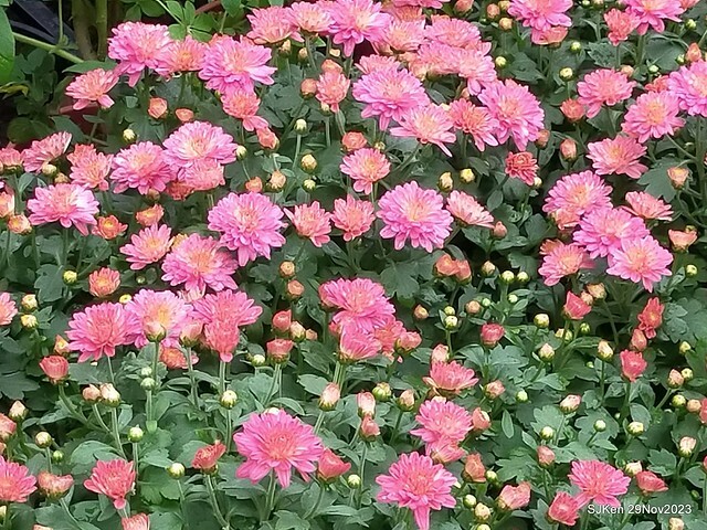 「2023士林官邸菊展 」(Shlin Residence Chryanthemum Festival ) series 7-1 , the exhibition is from Nov 24 to Dec 10, 2023 at Taipei, Taiwan.