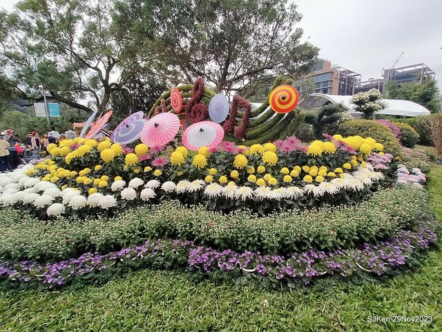 「2023士林官邸菊展 」(Shlin Residence Chryanthemum Festival ) series 7-2 , the exhibition is from Nov 24 to Dec 10, 2023 at Taipei, Taiwan.