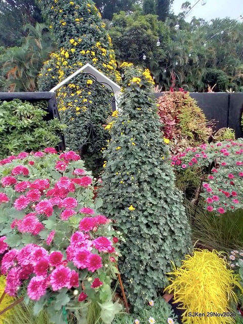 「2023士林官邸菊展 」(Shlin Residence Chryanthemum Festival ) series 7-2 , the exhibition is from Nov 24 to Dec 10, 2023 at Taipei, Taiwan.