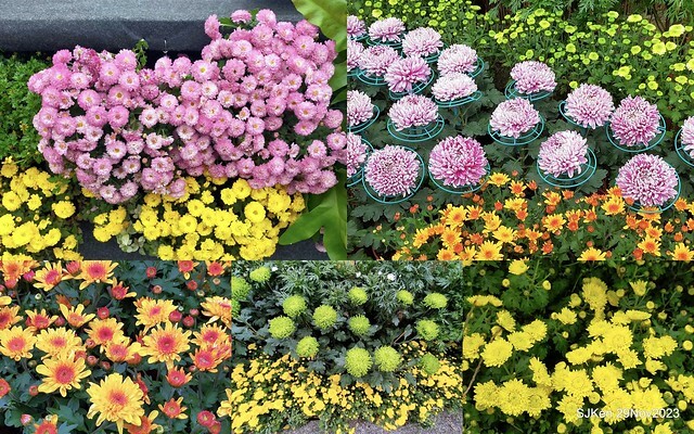 「2023士林官邸菊展 」(Shlin Residence Chryanthemum Festival ) series 7-2 , the exhibition is from Nov 24 to Dec 10, 2023 at Taipei, Taiwan.