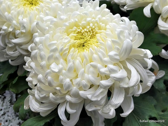 「2023士林官邸菊展 」(Shlin Residence Chryanthemum Festival ) series 7-1 , the exhibition is from Nov 24 to Dec 10, 2023 at Taipei, Taiwan.