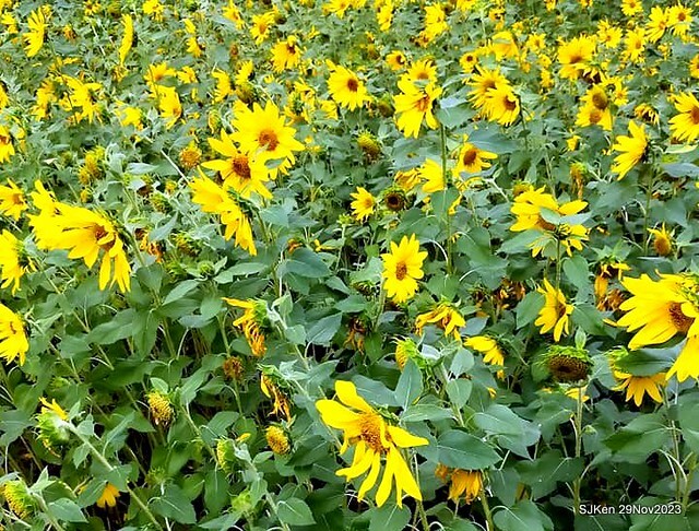 「2023士林官邸菊展 」(Shlin Residence Chryanthemum Festival ) series 7-1 , the exhibition is from Nov 24 to Dec 10, 2023 at Taipei, Taiwan.