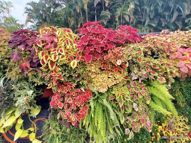 「2023士林官邸菊展 」(Shlin Residence Chryanthemum Festival ) series 7-2 , the exhibition is from Nov 24 to Dec 10, 2023 at Taipei, Taiwan.