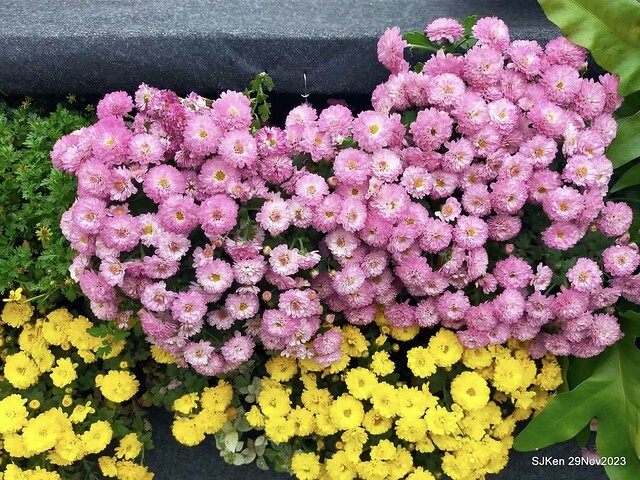 「2023士林官邸菊展 」(Shlin Residence Chryanthemum Festival ) series 7-2 , the exhibition is from Nov 24 to Dec 10, 2023 at Taipei, Taiwan.