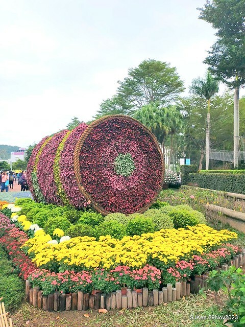 「2023士林官邸菊展 」(Shlin Residence Chryanthemum Festival ) series 7-1 , the exhibition is from Nov 24 to Dec 10, 2023 at Taipei, Taiwan.