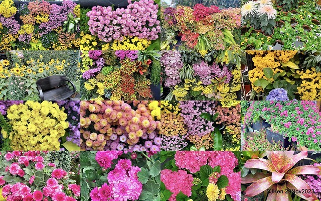 「2023士林官邸菊展 」(Shlin Residence Chryanthemum Festival ) series 7-2 , the exhibition is from Nov 24 to Dec 10, 2023 at Taipei, Taiwan.