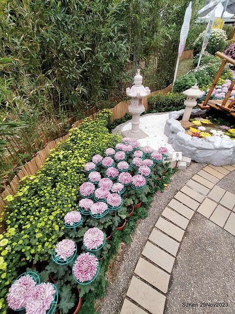 「2023士林官邸菊展 」(Shlin Residence Chryanthemum Festival ) series 7-2 , the exhibition is from Nov 24 to Dec 10, 2023 at Taipei, Taiwan.