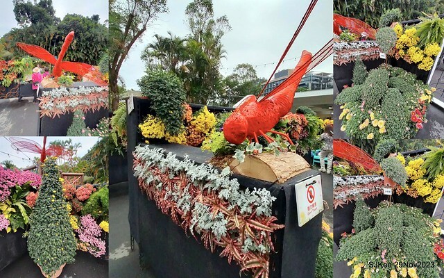 「2023士林官邸菊展 」(Shlin Residence Chryanthemum Festival ) series 7-2 , the exhibition is from Nov 24 to Dec 10, 2023 at Taipei, Taiwan.