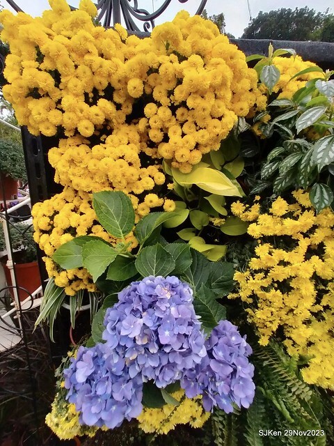 「2023士林官邸菊展 」(Shlin Residence Chryanthemum Festival ) series 7-2 , the exhibition is from Nov 24 to Dec 10, 2023 at Taipei, Taiwan.