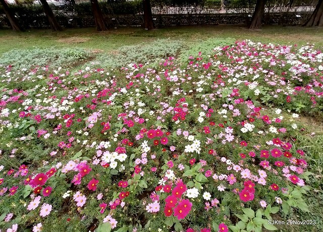 「2023士林官邸菊展 」(Shlin Residence Chryanthemum Festival ) series 7-1 , the exhibition is from Nov 24 to Dec 10, 2023 at Taipei, Taiwan.