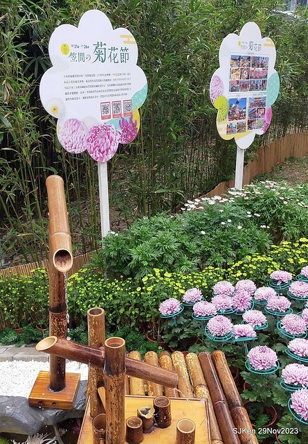 「2023士林官邸菊展 」(Shlin Residence Chryanthemum Festival ) series 7-2 , the exhibition is from Nov 24 to Dec 10, 2023 at Taipei, Taiwan.