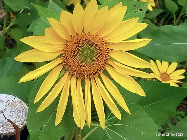 「2023士林官邸菊展 」(Shlin Residence Chryanthemum Festival ) series 7-1 , the exhibition is from Nov 24 to Dec 10, 2023 at Taipei, Taiwan.