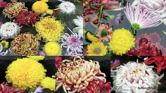 「2023士林官邸菊展 」(Shlin Residence Chryanthemum Festival ) series 7-2 , the exhibition is from Nov 24 to Dec 10, 2023 at Taipei, Taiwan.