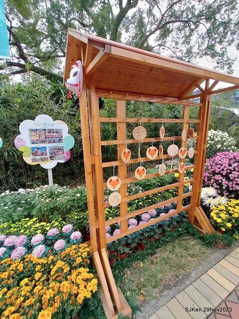 「2023士林官邸菊展 」(Shlin Residence Chryanthemum Festival ) series 7-2 , the exhibition is from Nov 24 to Dec 10, 2023 at Taipei, Taiwan.