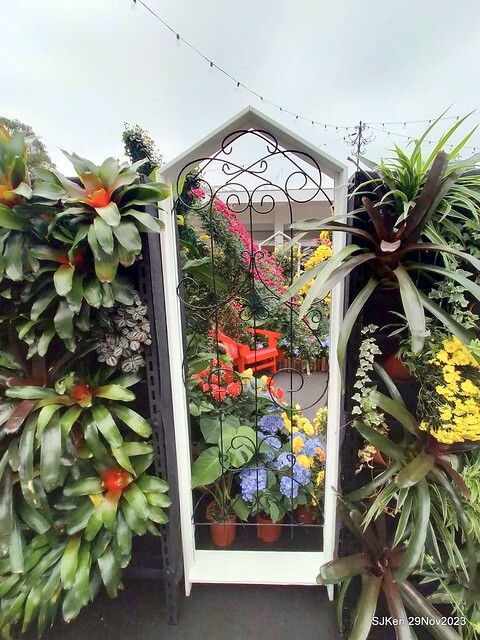 「2023士林官邸菊展 」(Shlin Residence Chryanthemum Festival ) series 7-2 , the exhibition is from Nov 24 to Dec 10, 2023 at Taipei, Taiwan.