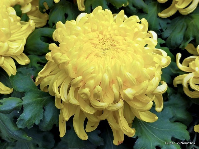 「2023士林官邸菊展 」(Shlin Residence Chryanthemum Festival ) series 7-1 , the exhibition is from Nov 24 to Dec 10, 2023 at Taipei, Taiwan.