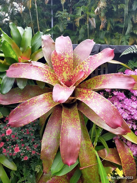 「2023士林官邸菊展 」(Shlin Residence Chryanthemum Festival ) series 7-2 , the exhibition is from Nov 24 to Dec 10, 2023 at Taipei, Taiwan.